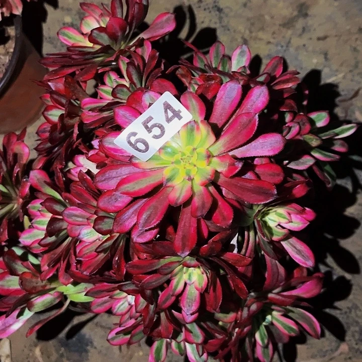 654舞天姬多肉植物处理不售后