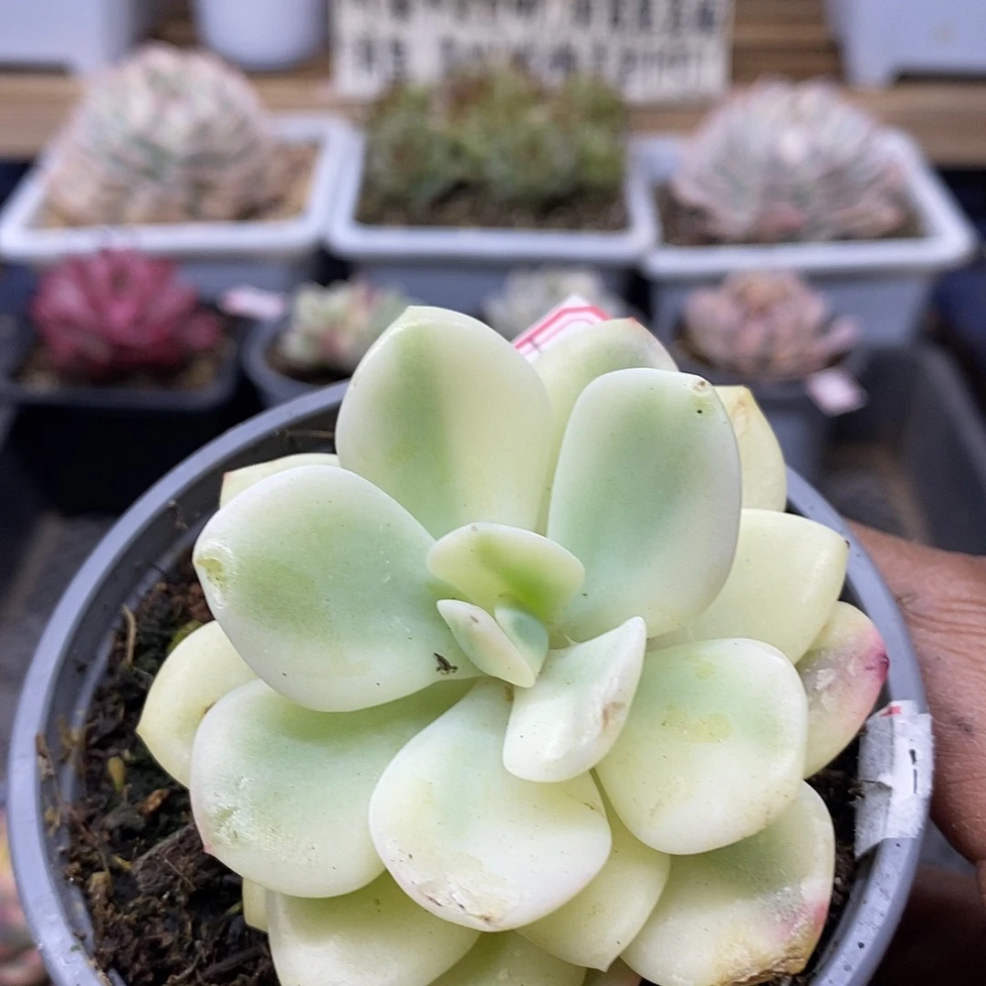 01161 白月光花脸锦