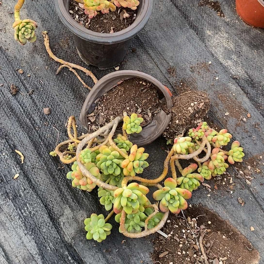 木****6532香格里拉3盆