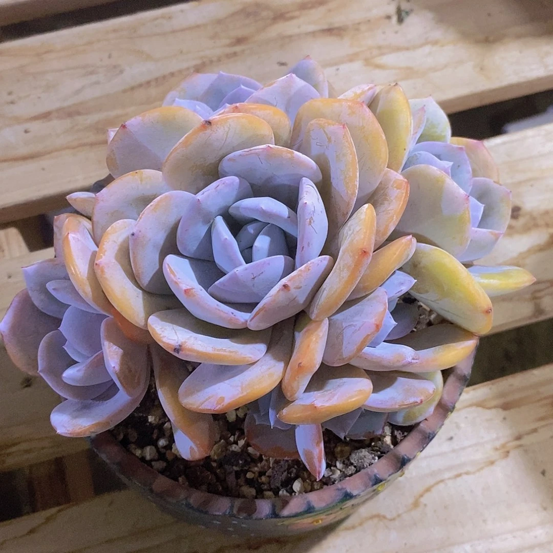 君****奶茶捧花