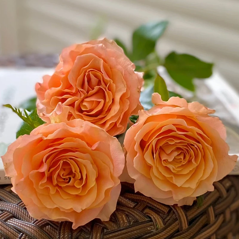 【锦鲤】玫瑰【4单包邮顺丰空运部分地区走陆运具体以发货为准】