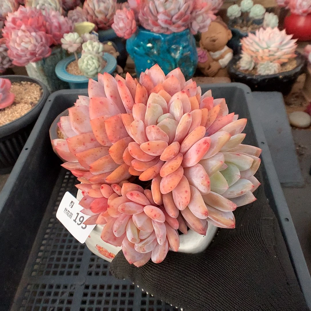 193雪天使多肉植物6666