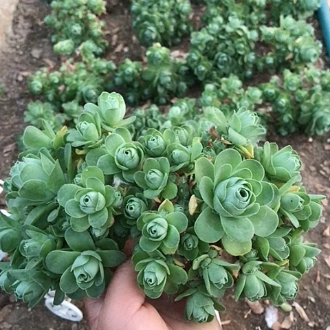 山地玫瑰二棵多肉