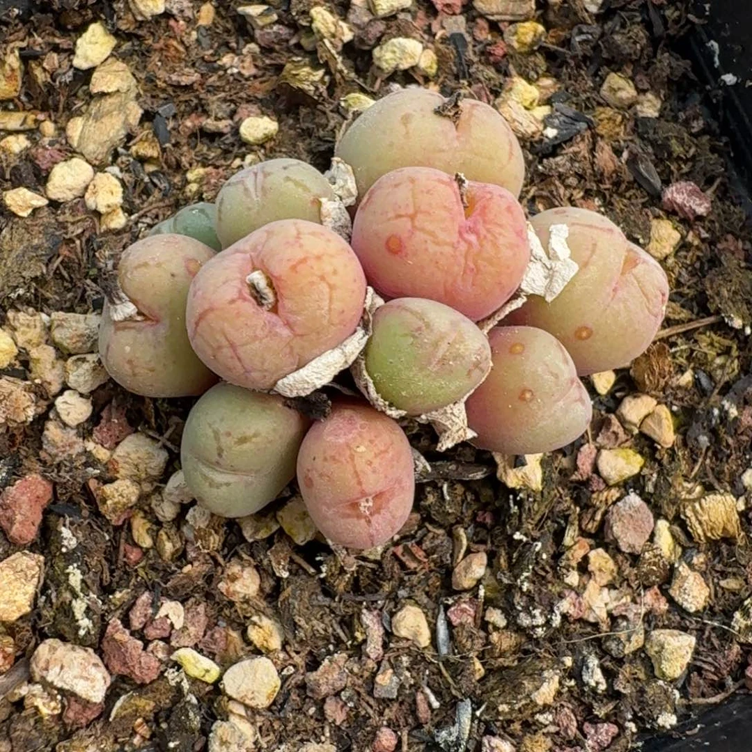 165带盆05558569800