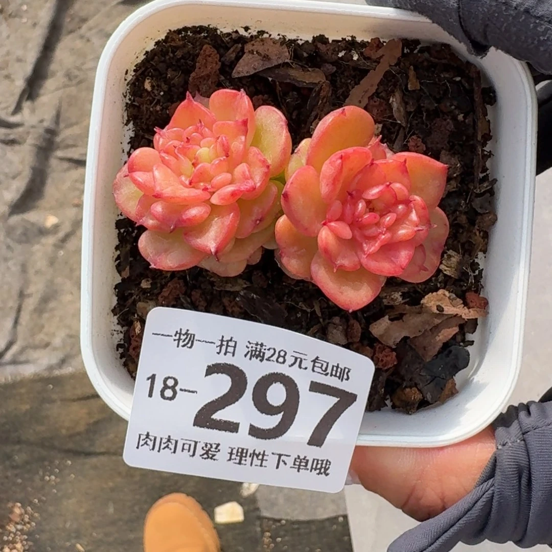 腊牡丹无盆土发货无