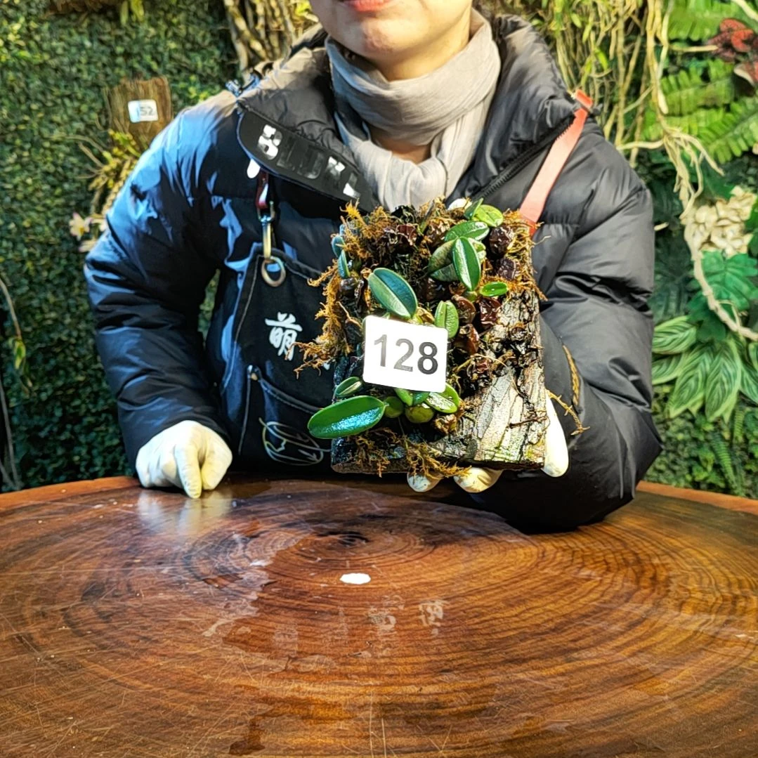 【闪购商品】128小红鞋花