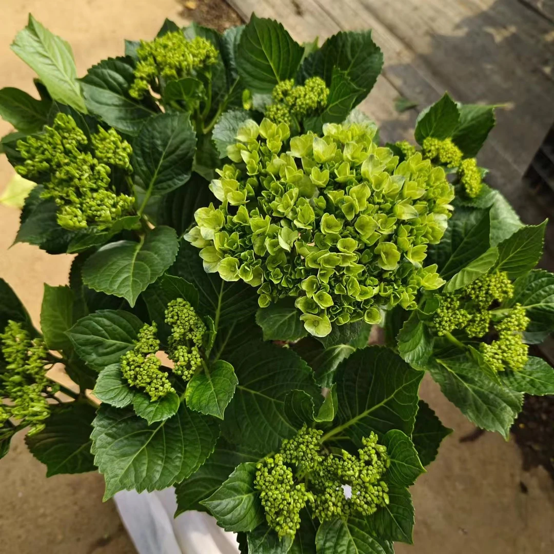 【大海蓝180盆】矮A级蓝色绣球花头爆花带花苞好养易活室内阳台植物