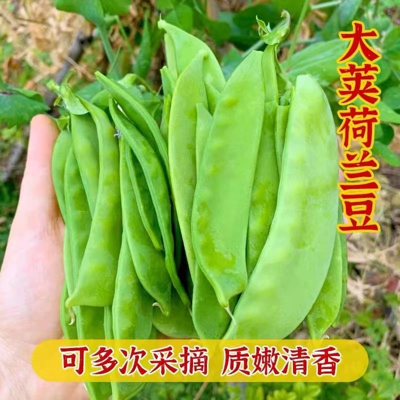 全店满5包包邮】【71】荷兰豆种子