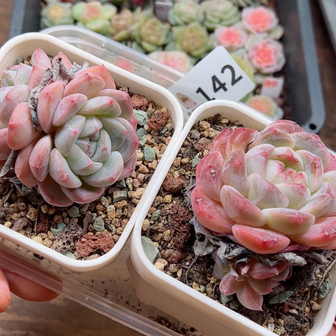 多肉植物多肉植物