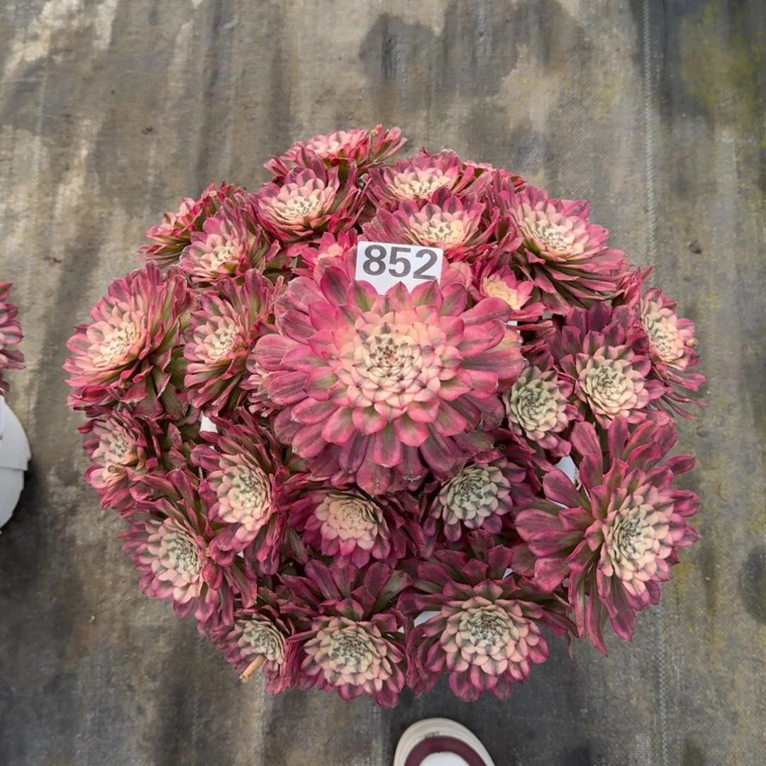 ?****?852！辉煌法师多肉植物