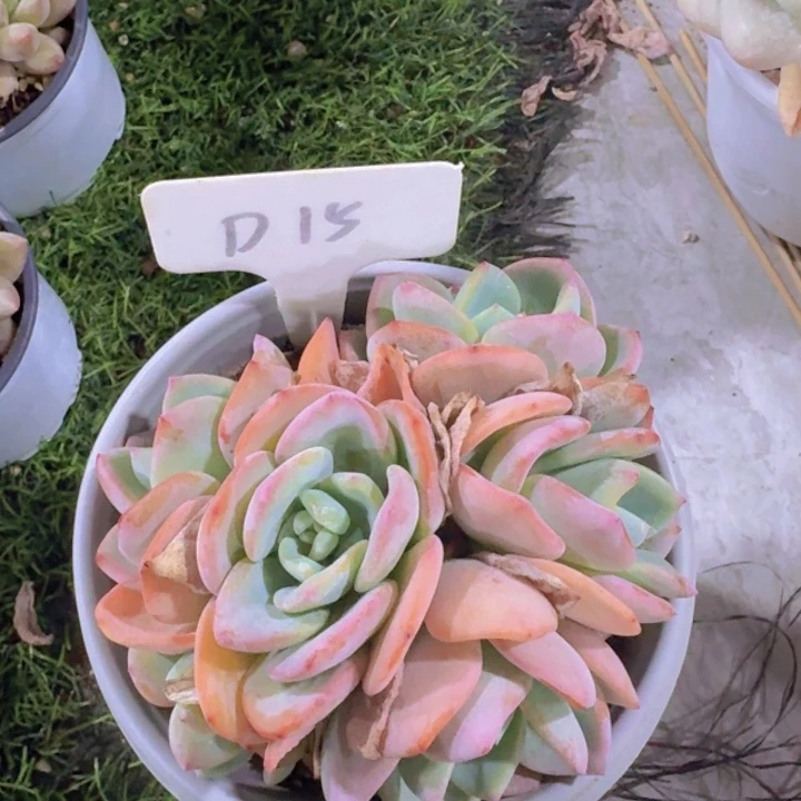 健健康康平平安安