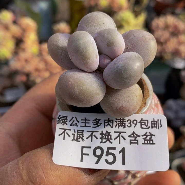 芭比奶洛3cm951多肉植物