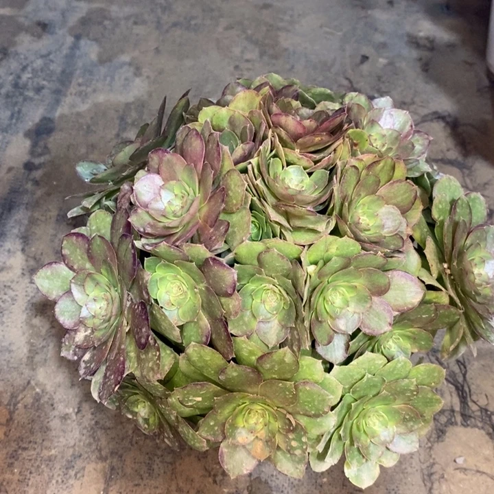 轮回多肉植物26。