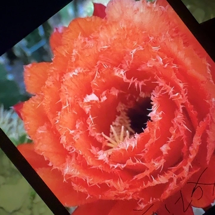 706 侧芽5公分左右毛花柱（20包邮）