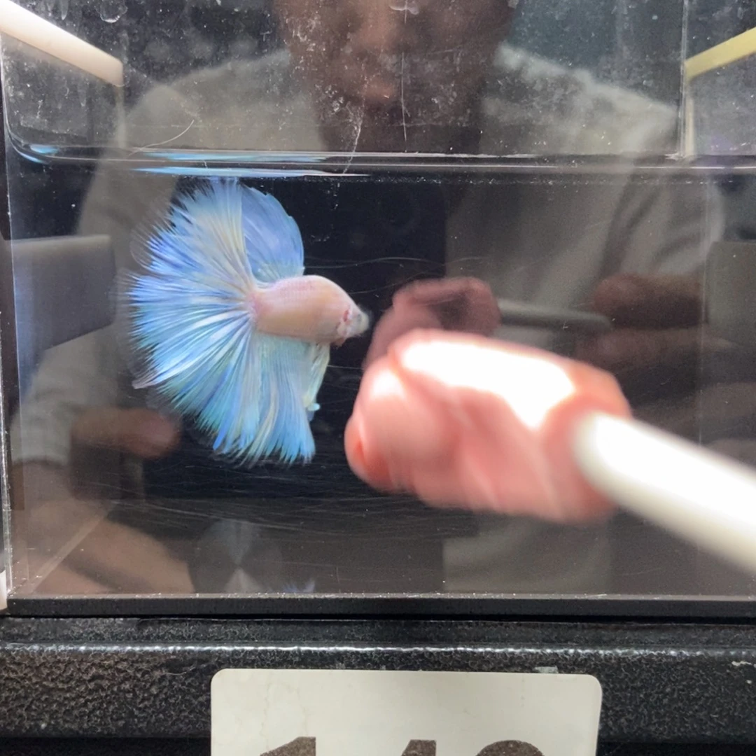 斗鱼哈哈哈吃吃140