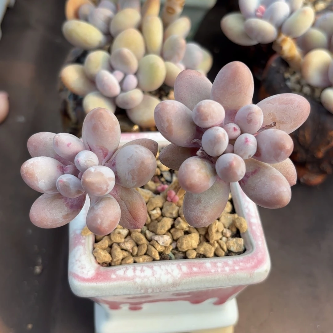 全部花朵桃花奶1111