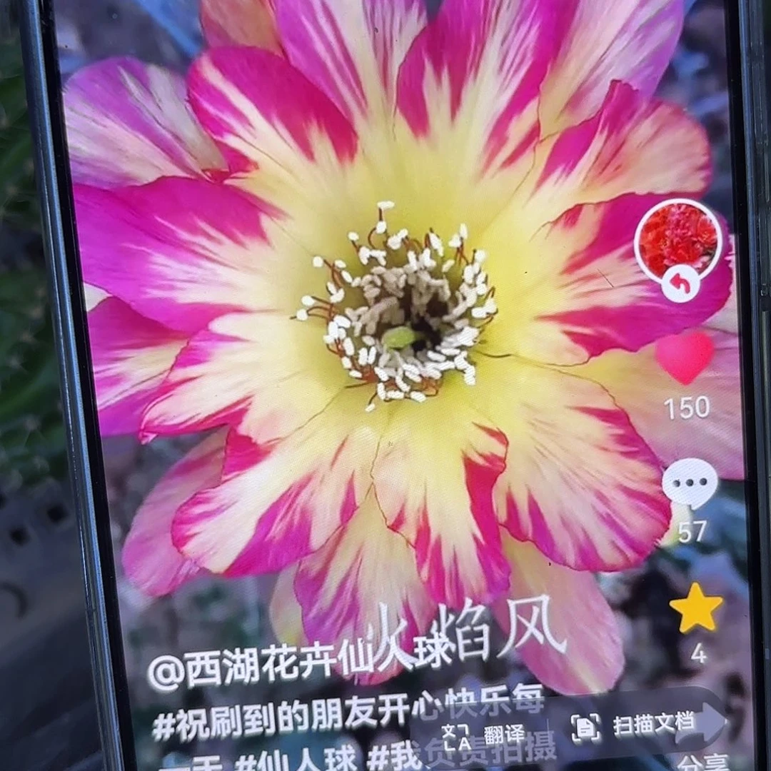 火焰凤丽花侧牙20包邮仙人球43