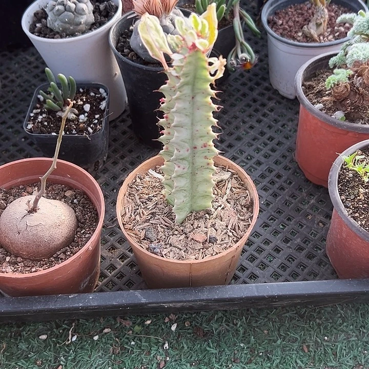 龙骨白锦一物一拍