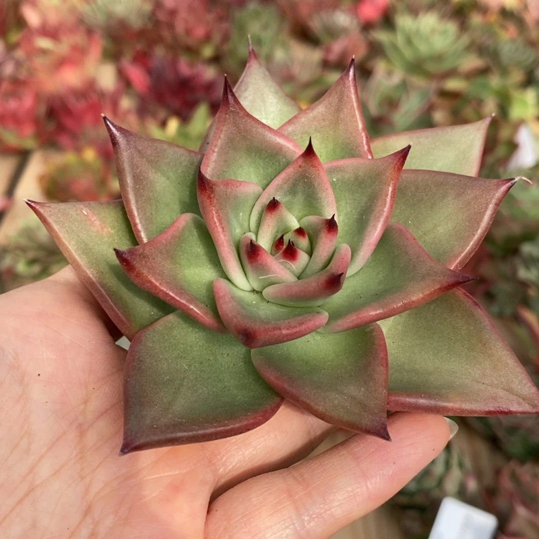 无花朵147 东云系多肉植物