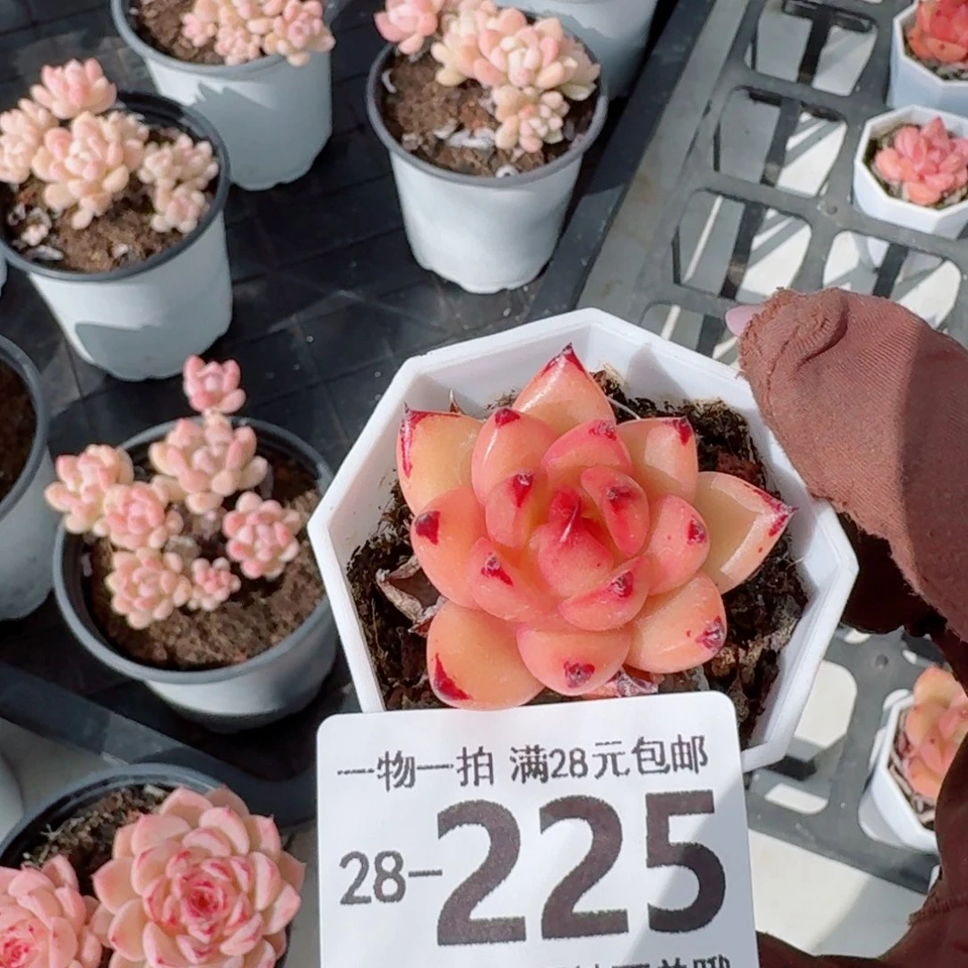 香槟杂无盆土发货无盆土发货无