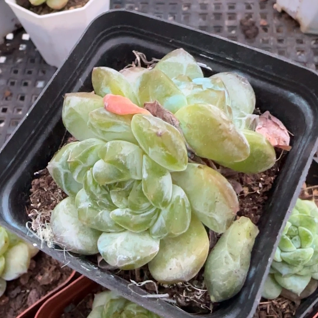 小卡拉米糖心一物一拍