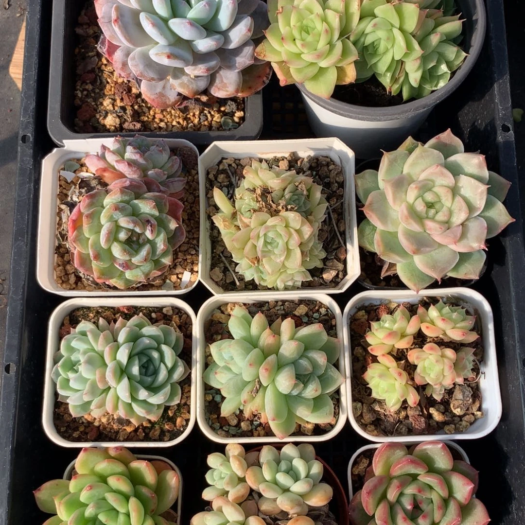 1120-98 套餐一组