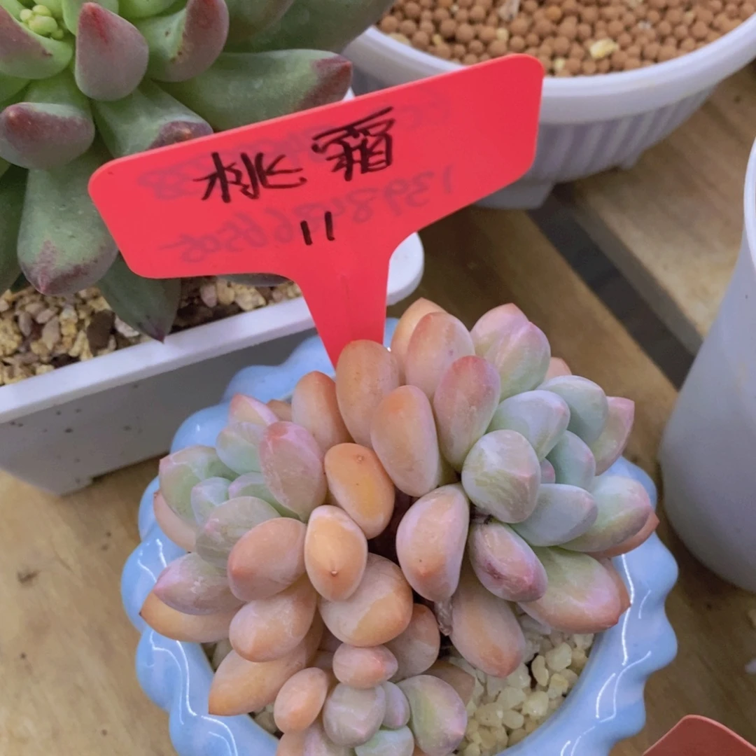 开心多肉，第一场破价，不做对比
