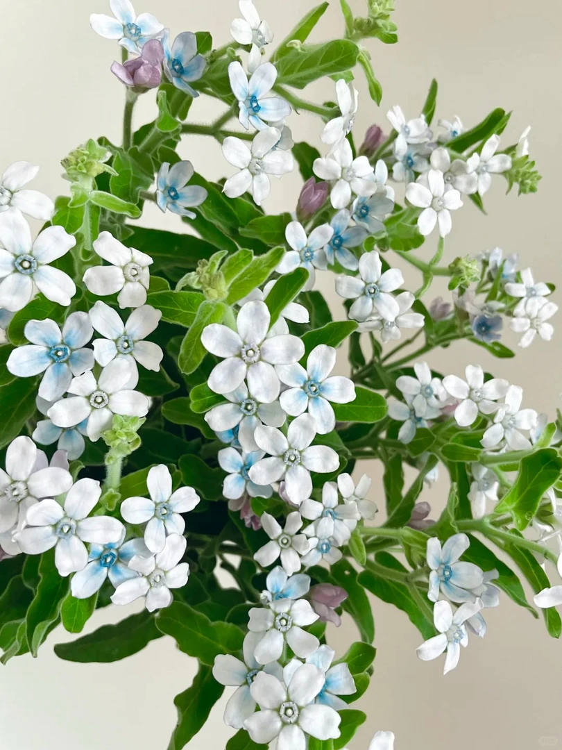 优选 蓝色蓝星花 鲜切花