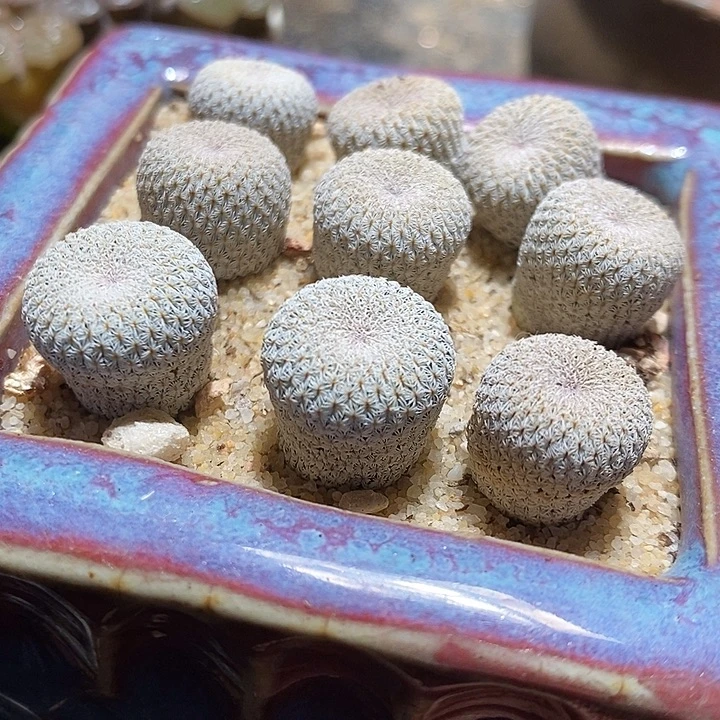 实生月世界一颗。