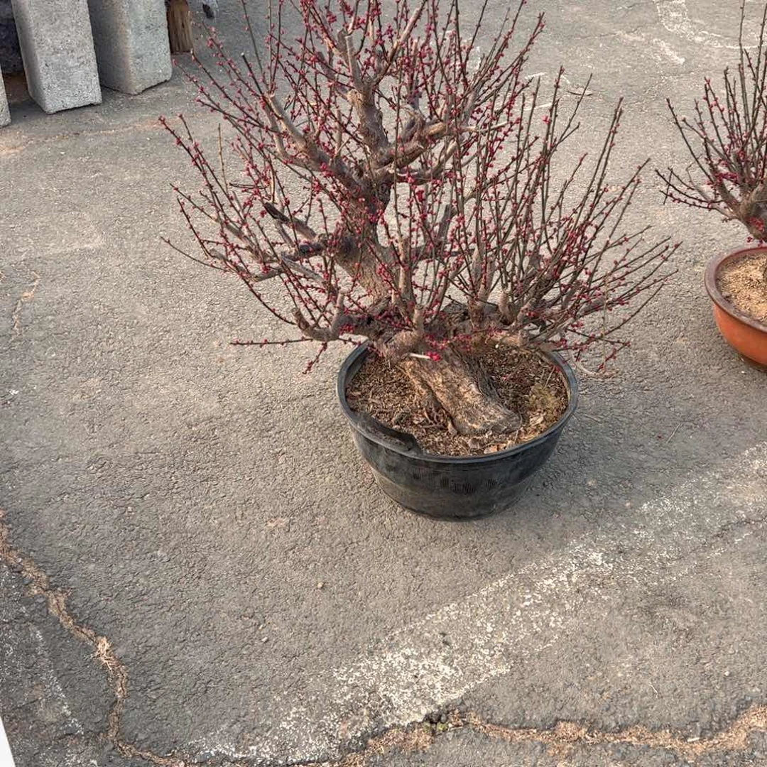 无花朵原生梅花包邮