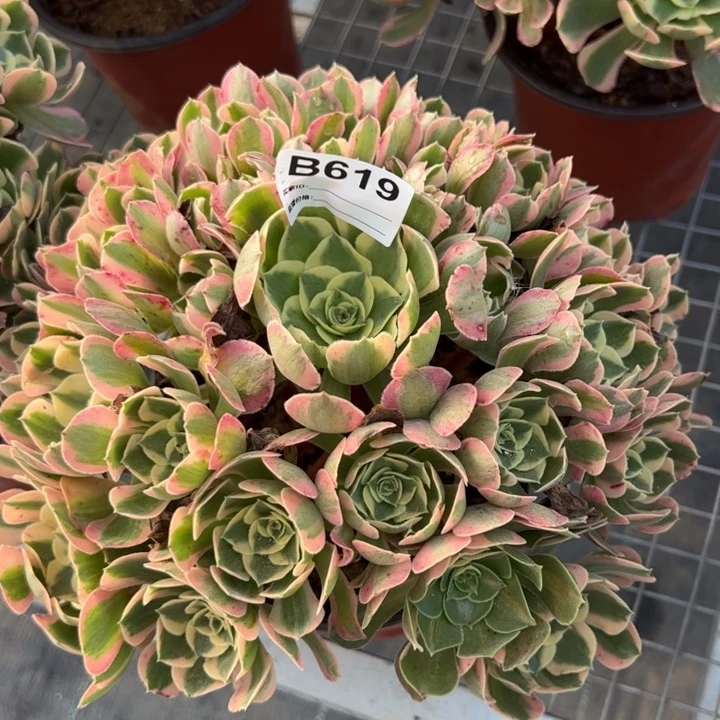 619妖月25厘米左右