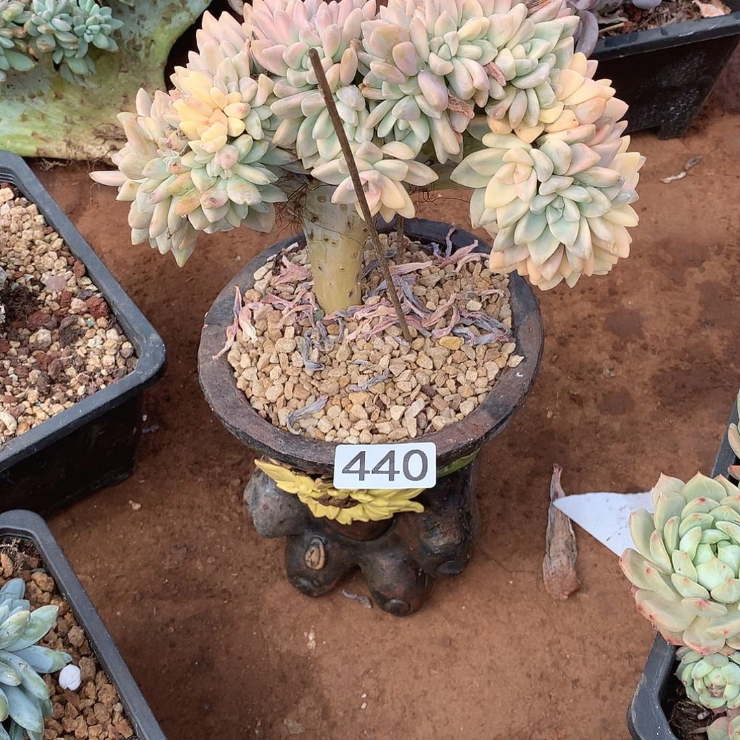 440 一物一拍多肉