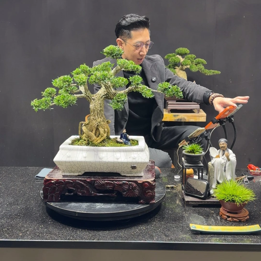 无花朵黄杨室内室外盆景艺术