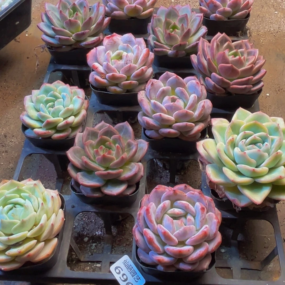 ****࿐696的植物形态特征多年生