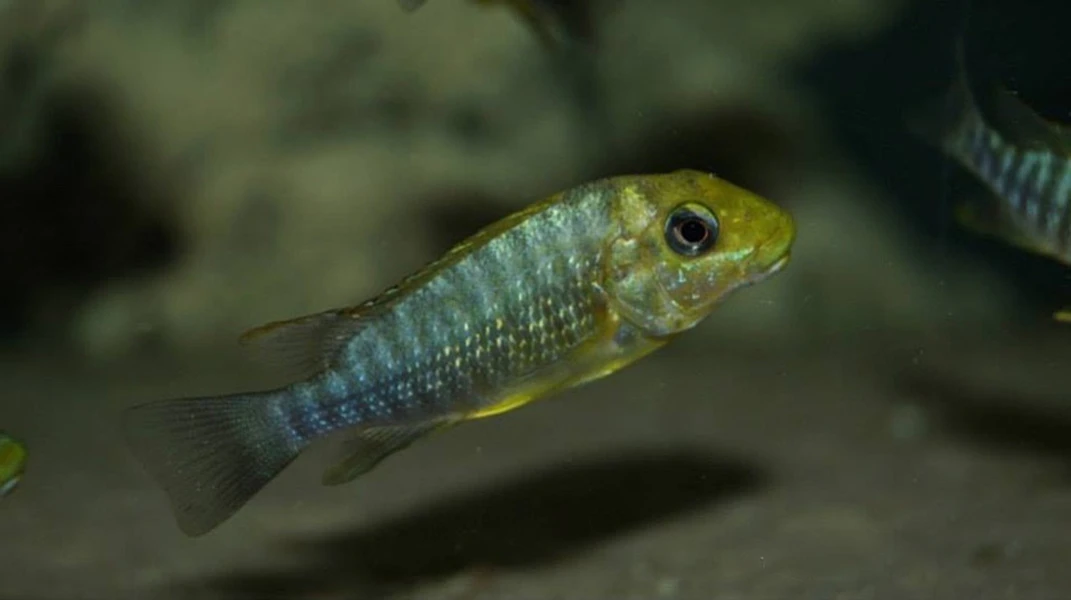 绿龙王红鳍法姆拉龙王保力顿龙王坦湖龙王