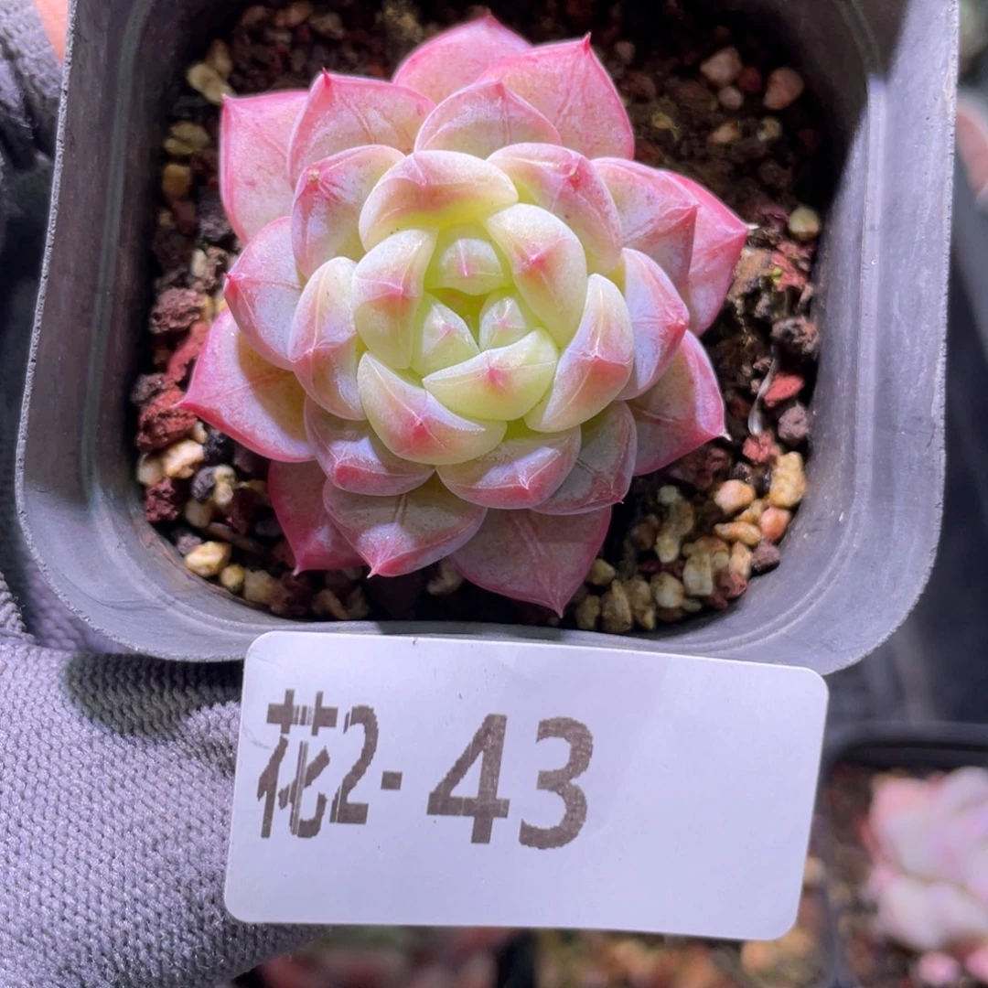 花利美  2-43白桃汽水