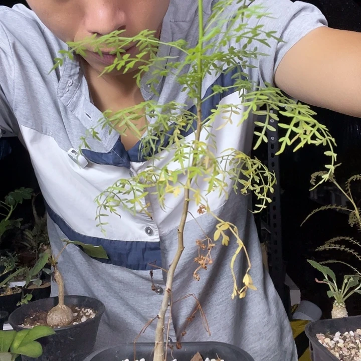皮皮虾橄榄多肉植物