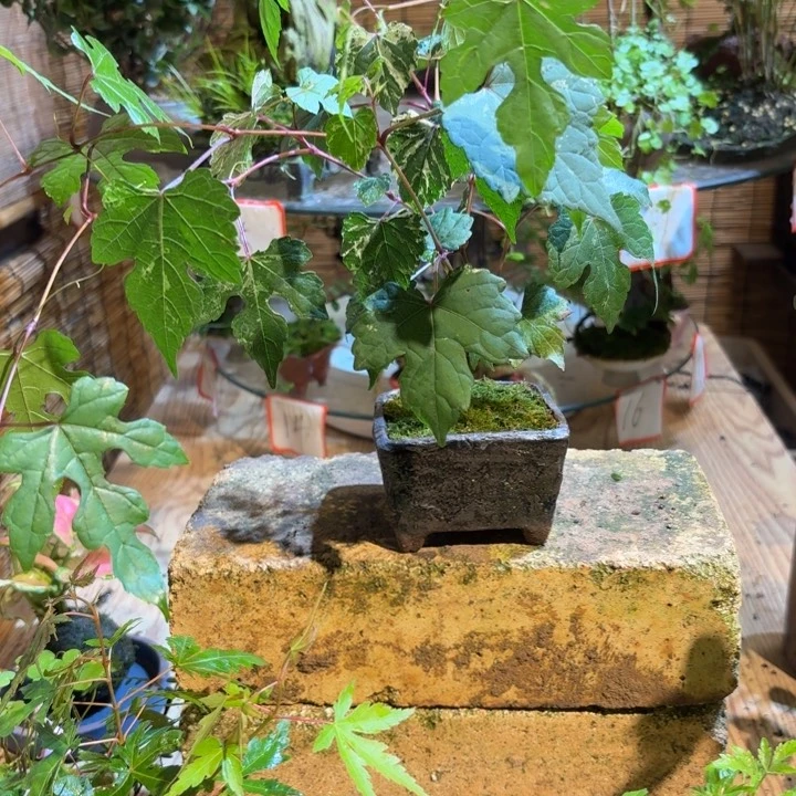 无花朵用****3一物一拍所见即所得81