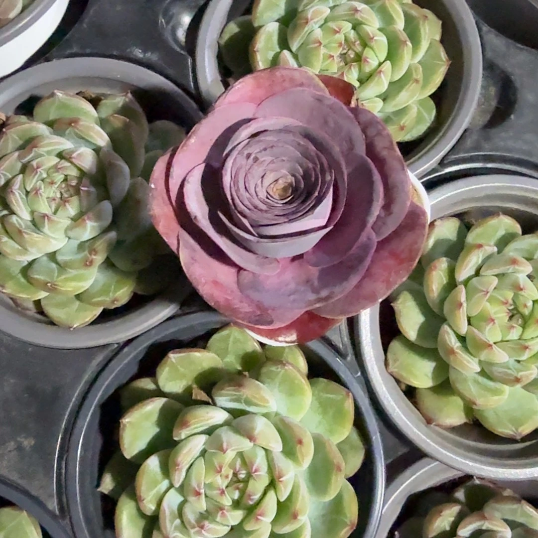 吸色玫瑰多肉植物精品