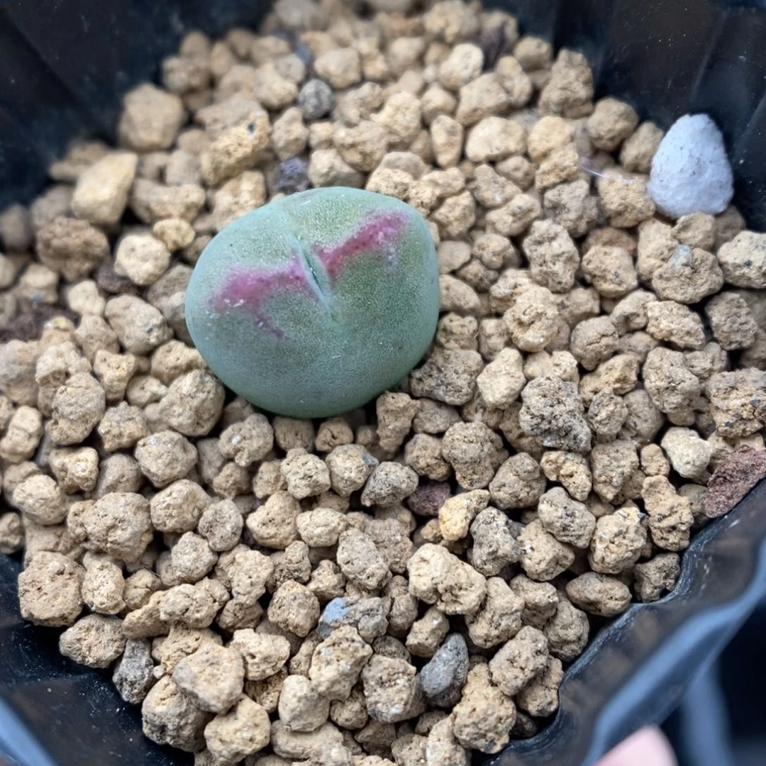 多肉植物肉锥杂交K-3675