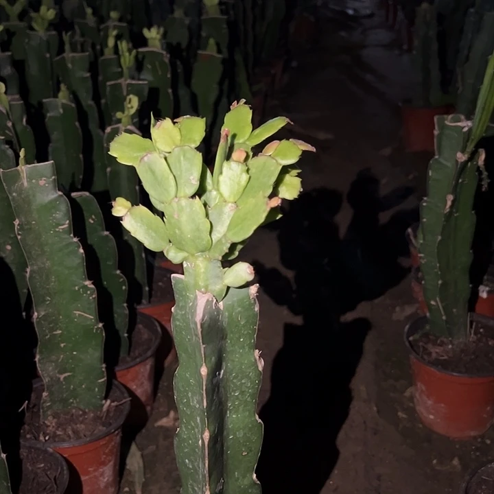 当前无花栽培后可以开花061   1544