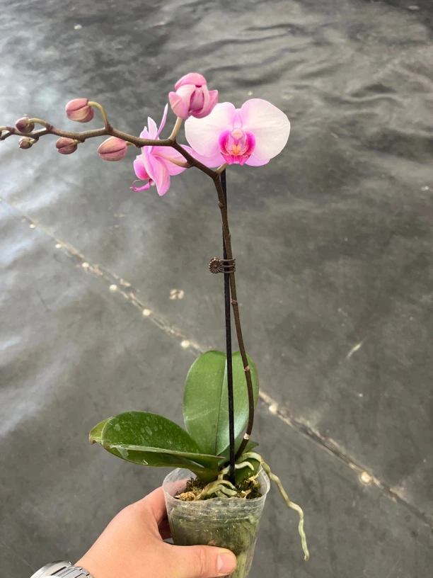 鲜花《豆蔻美人》蝴蝶兰云南源头基地直发