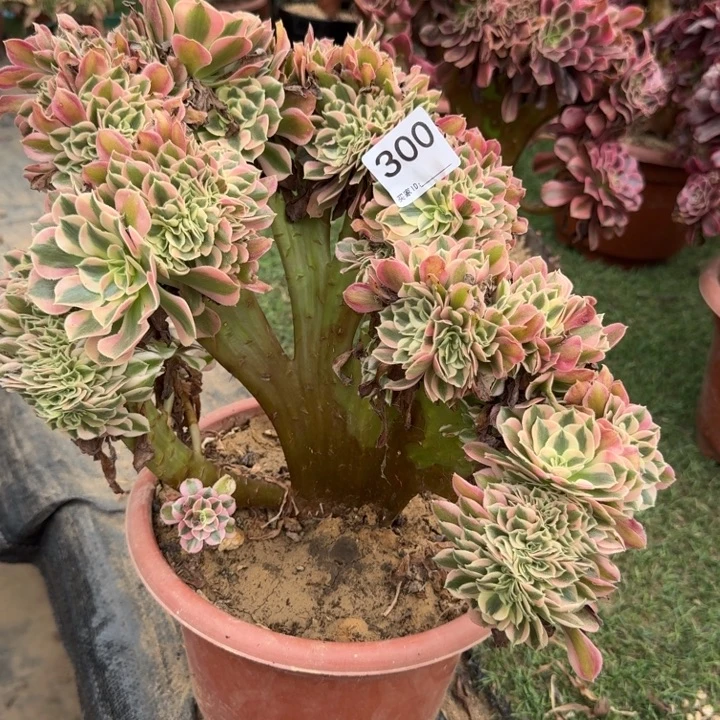 青苹果法师锦缀化300