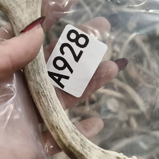 小***九鹿角鹿角鹿角鹿角鹿角