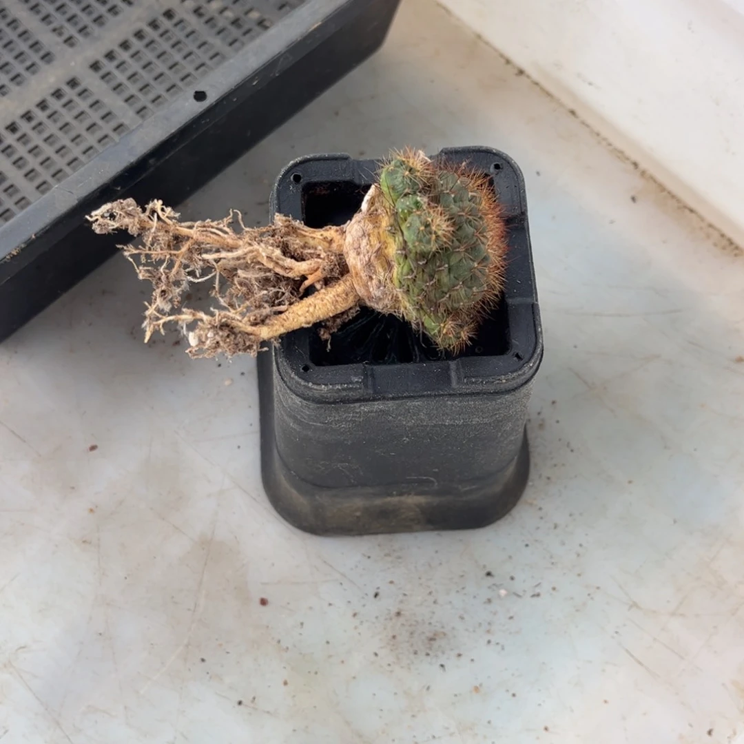 完全开放侧芽扦插繁殖