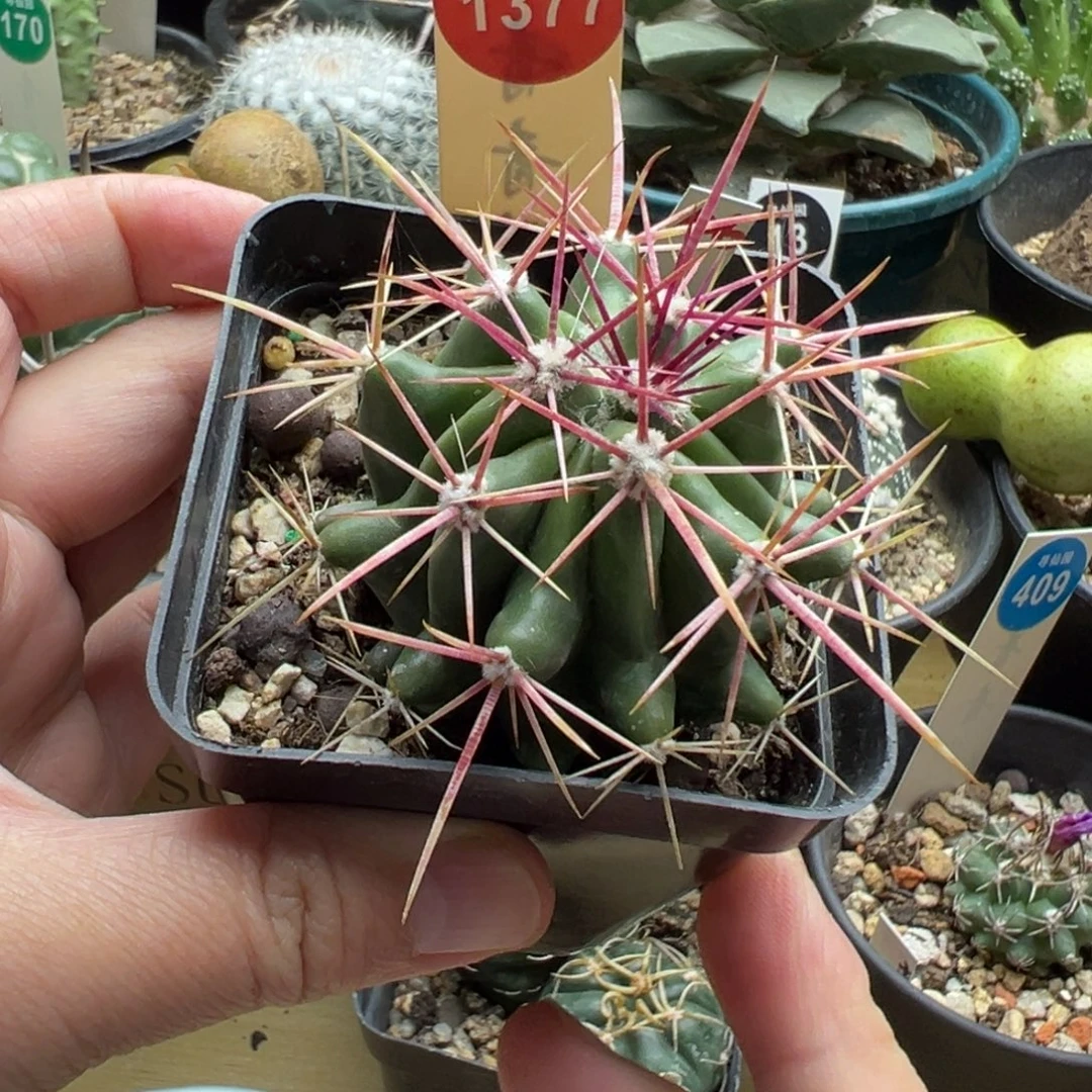 实生狂刺球5.4cm一棵仙人球