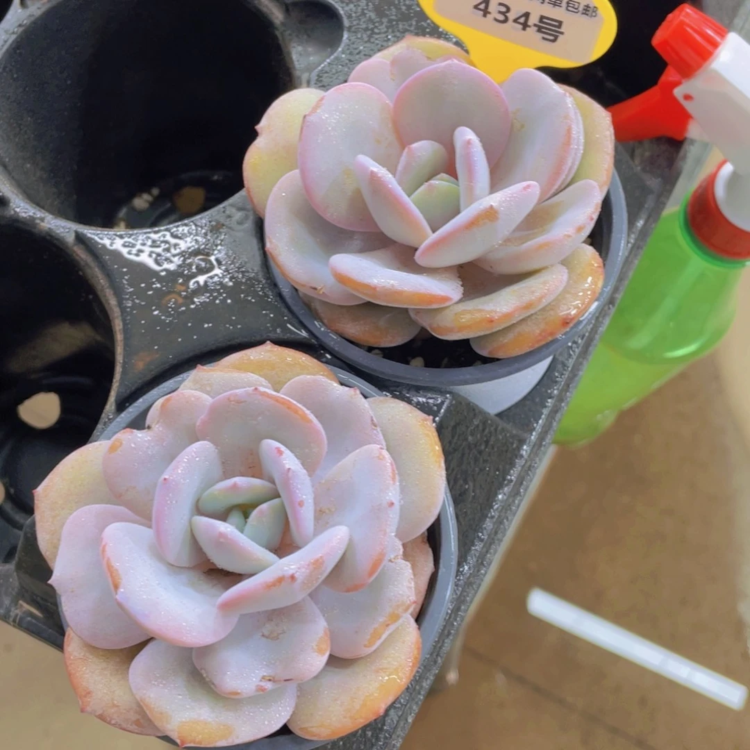 434号 宽叶韩货大单头母本奶茶一个