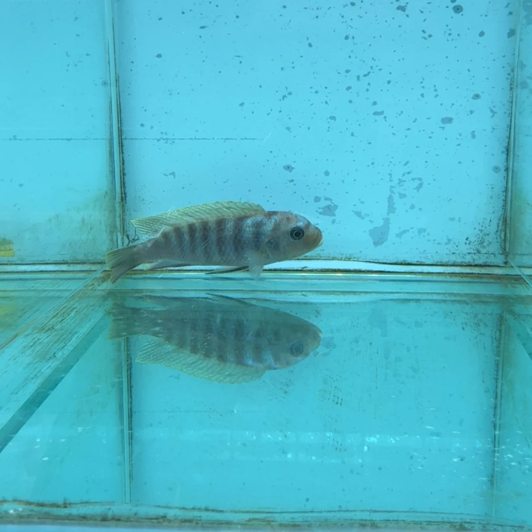 慈鲷1419母斑马。