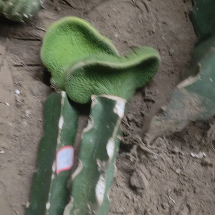 @***然仙人球青蛇缀化瑕疵小