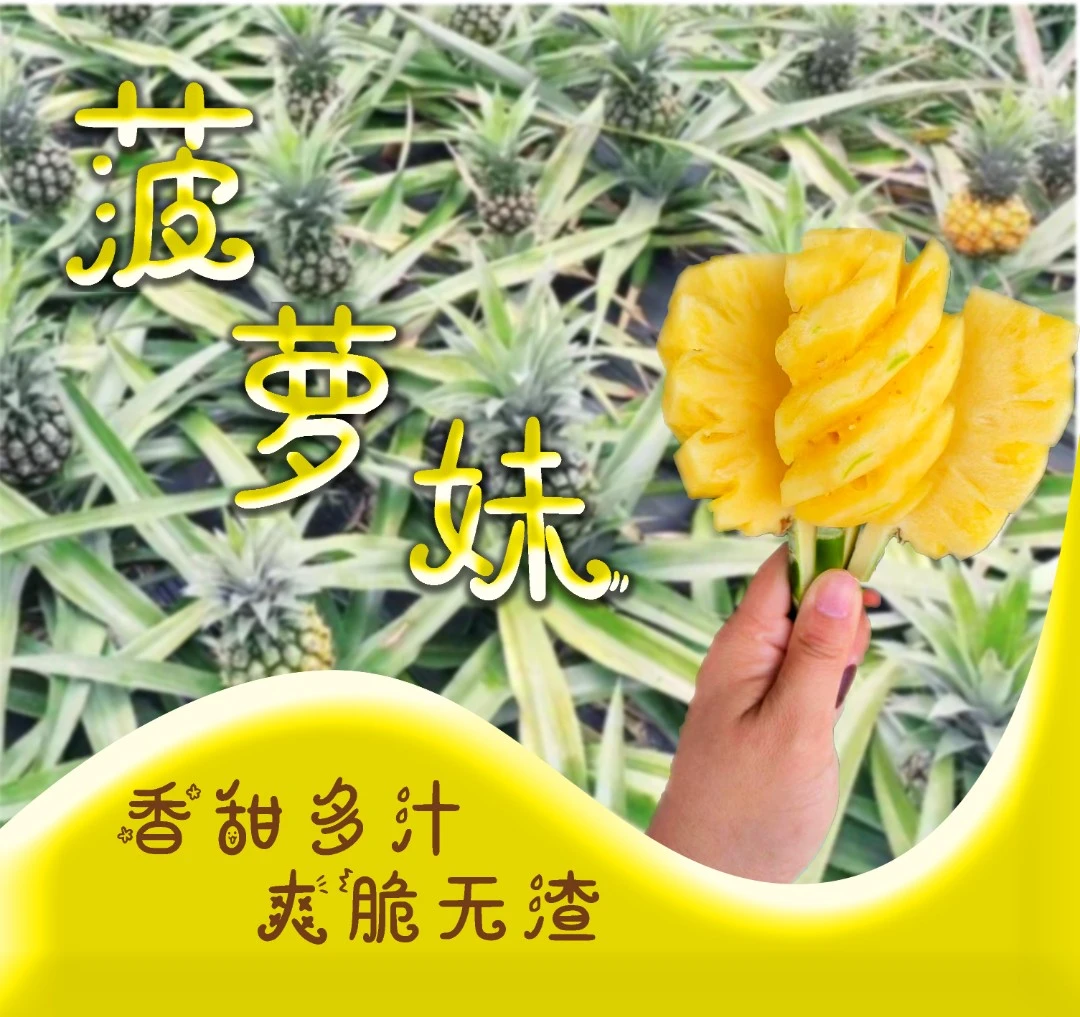 菠萝妹正宗神湾丫髻山菠萝免泡盐水2箱（约20斤）水果礼盒装